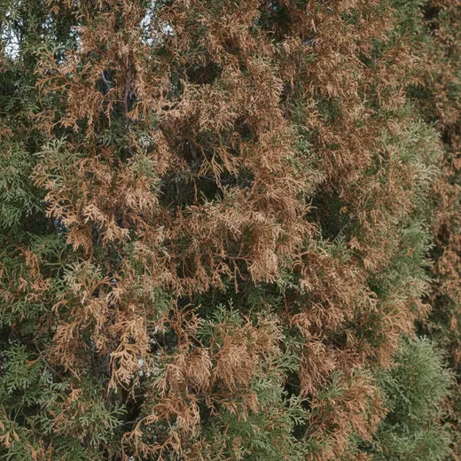 A Leyland cypress with rust-brown patches of dying foliage spreading among the healthy green needles